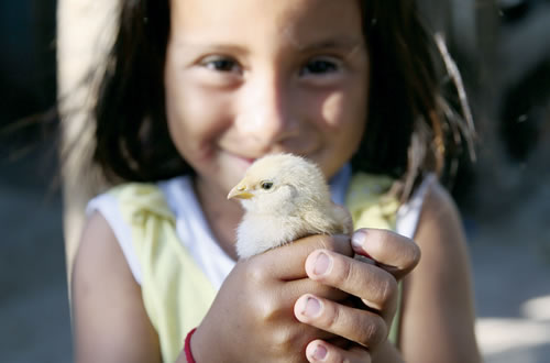 Food for the Poor, Purchase 340 Chicks to Provide Eggs for Families, Provided by the Donations of the Out-of-Body Travel Foundation.